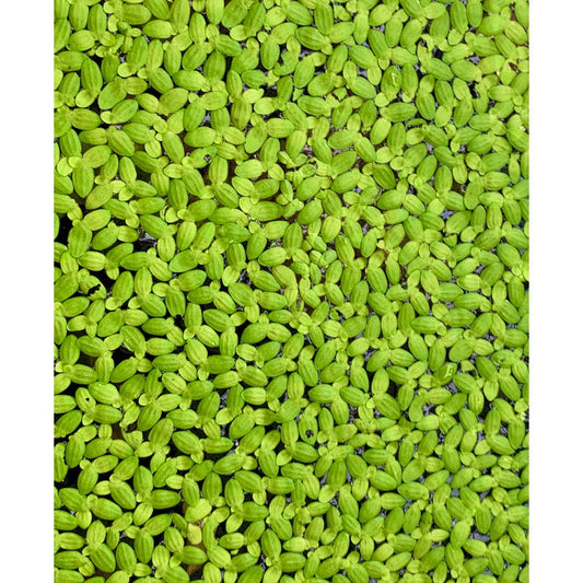 [SG READY STOCKS Live Aquatic Floating Plant] Duckweed by Aquatic Farmer