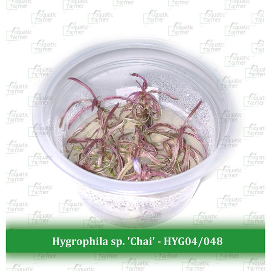 Hygrophila sp Chai Live Aquatic Tissue Culture Plants by Aquatic Farmer