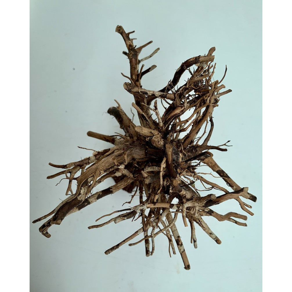 Small Bonsai Driftwood Aquarium Tree on Rocks