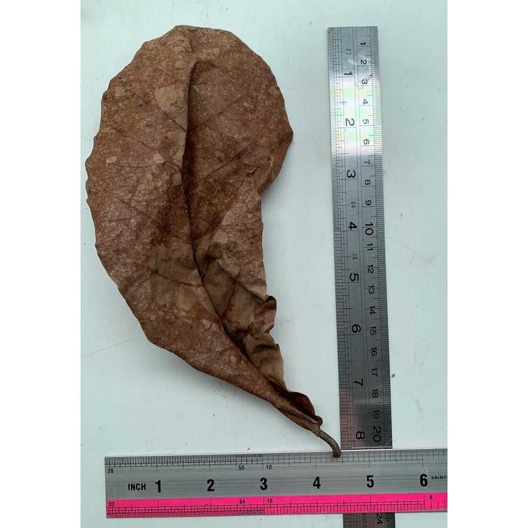 Indian almond leaf (IAL) or Catappa dried leaves (pack of 7-10 leaves) by Aquatic Farmer