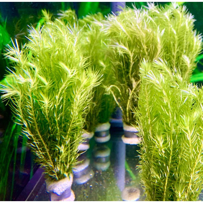 [SG READY STOCKS LIVE AQUATIC PLANT] Mayaca Fluviatilis in Lead Bunch by Aquatic Farmer