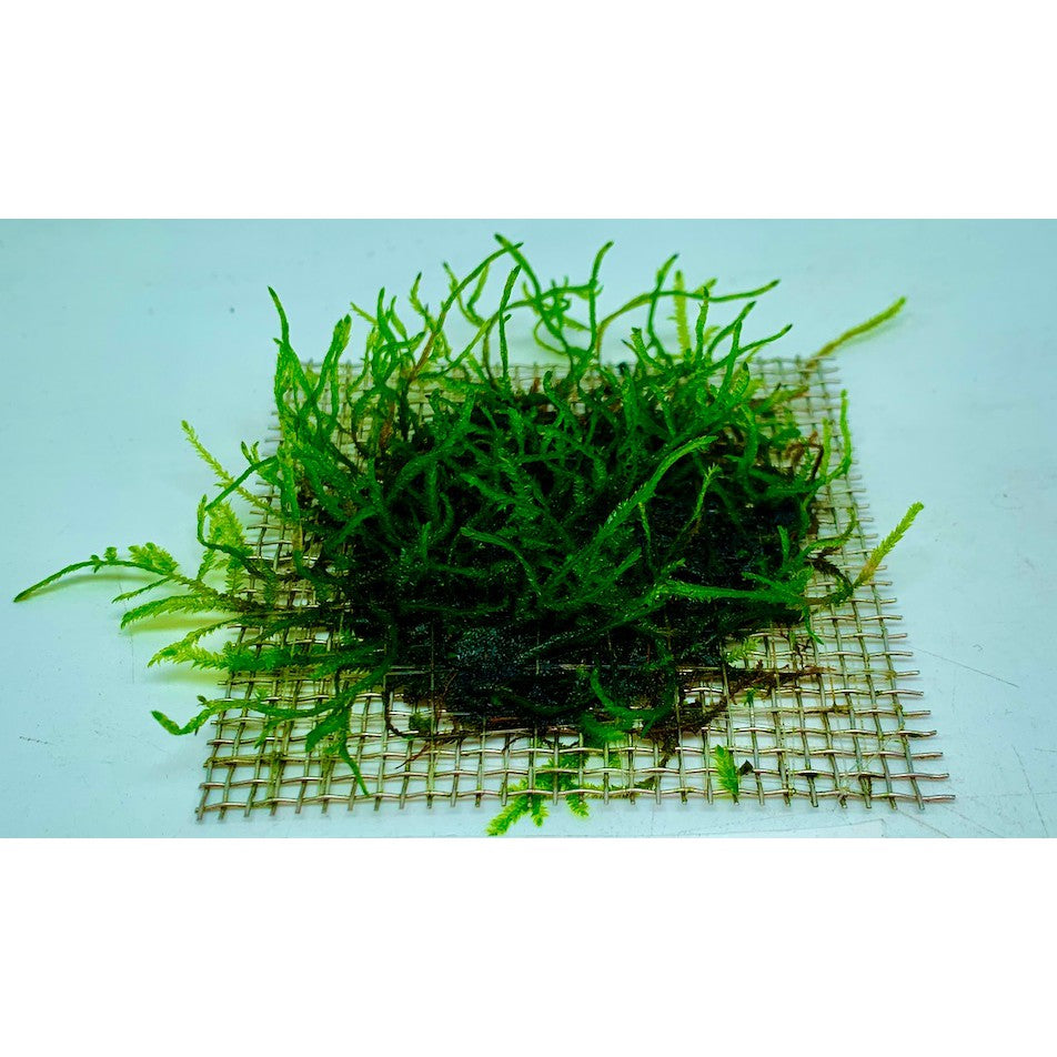 Flame Moss Live Plant on Wire Mesh by Aquatic Farmer