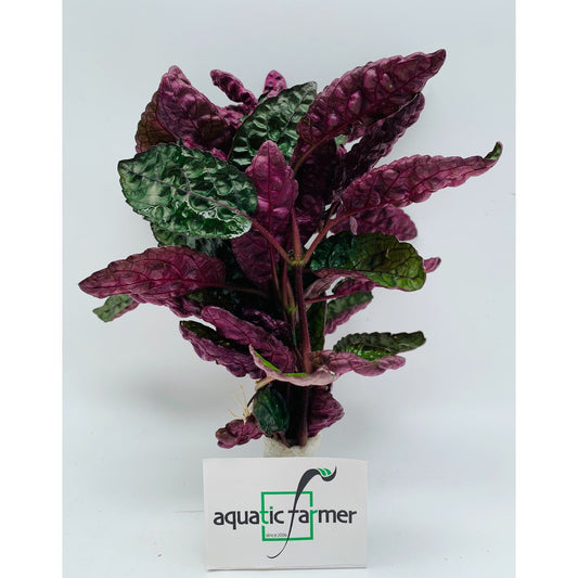[SG READY STOCKS Live Terrarium Plant] Hemigraphis colorata in lead bunch by Aquatic Farmer