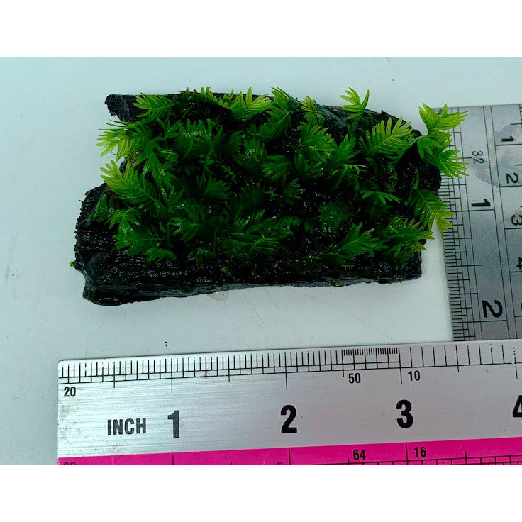Fissidens Moss on driftwood (~3inch) live plant by Aquatic Farmer