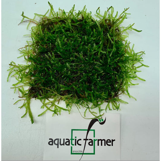 [SG READY STOCKS Live Aquatic Plant] Assorted moss on wire mesh by Aquatic Farmer
