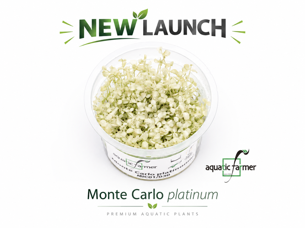 [SG READY STOCKS Live Aquatic Tissue Culture Plant] Monte Carlo Platinum by Aquatic Farmer