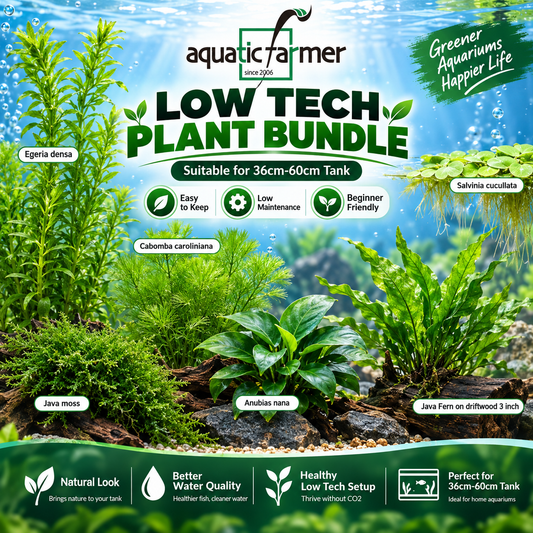 Low Tech Aquarium Plant Bundle by Aquatic Farmer