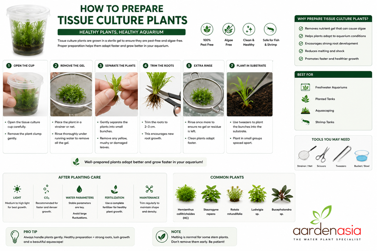 SG READY STOCKS Live Aquatic Tissue Culture Plant by Aquatic Farmer