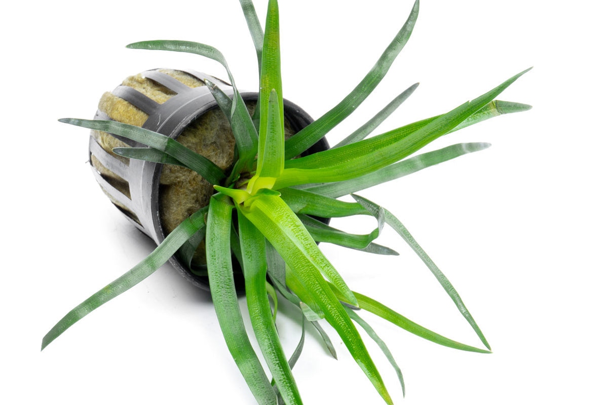 [SG READY STOCKS Live Aquatic Plant] Eriocaulon Vietnam Potted by Aquatic Farmer