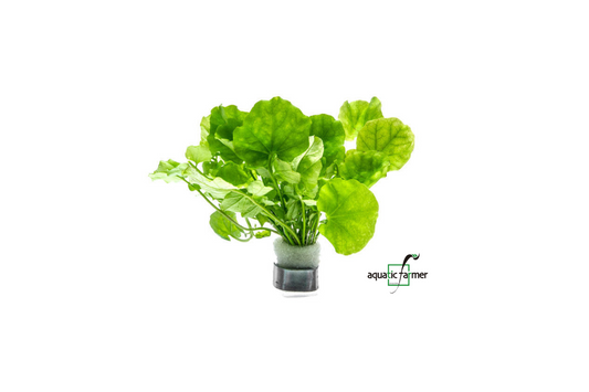 [SG READY STOCKS Live Aquatic Plant] Cardamine Lyrata in Lead Bunch by Aquatic Farmer