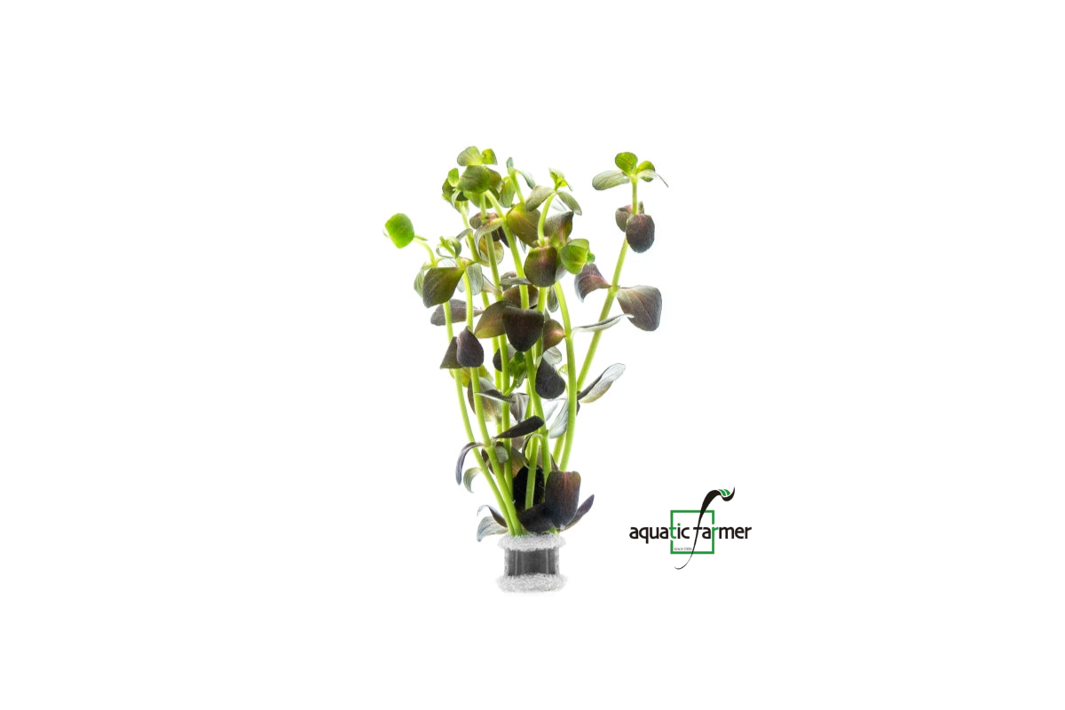[SG READY STOCKS Live Aquatic Plant] Bacopa salzmanii Purple in Lead Bunch by Aquatic Farmer