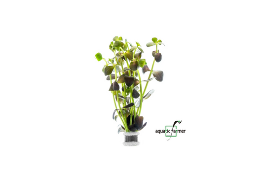 [SG READY STOCKS Live Aquatic Plant] Bacopa salzmanii Purple in Lead Bunch by Aquatic Farmer