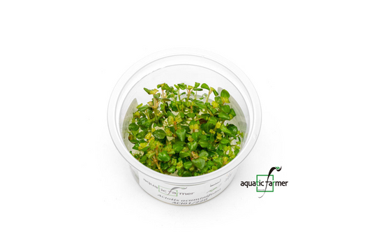 [SG READY STOCKS Live Aquatic Tissue Culture Plant] Aciotis Acuminifolia by Aquatic Farmer