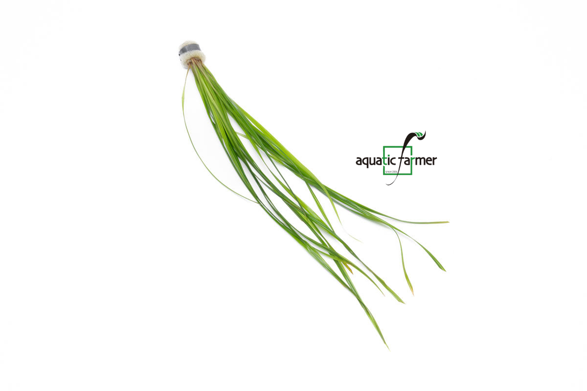 [SG READY STOCKS Live Aquatic Plant] Cyperus helferi in Lead Bunch by Aquatic Farmer