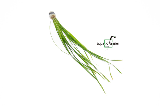 [SG READY STOCKS Live Aquatic Plant] Cyperus helferi in Lead Bunch by Aquatic Farmer