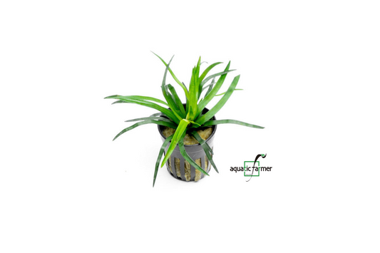 [SG READY STOCKS Live Aquatic Plant] Eriocaulon Vietnam Potted by Aquatic Farmer