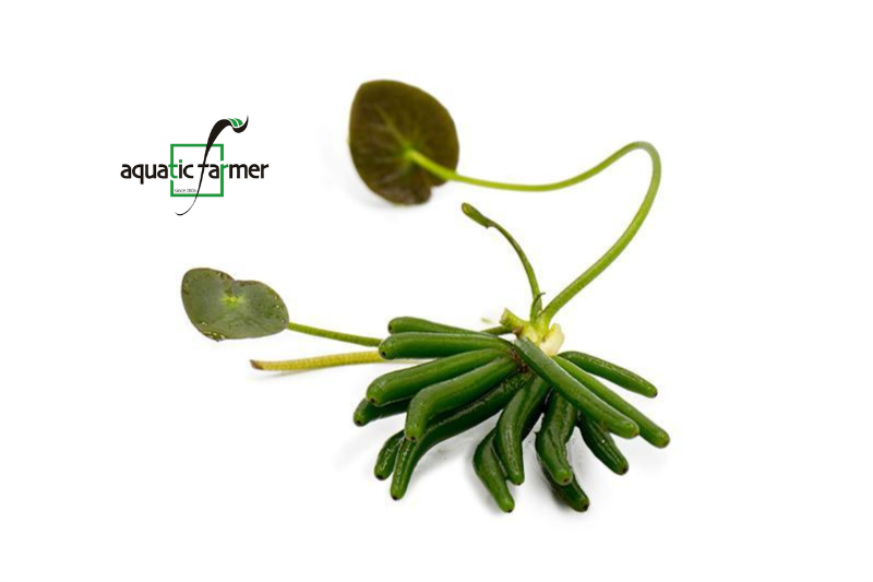 [SG READY STOCK Live Aquatic Plant] Banana Lily by Aquatic Farmer