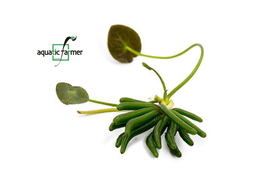 [SG READY STOCK Live Aquatic Plant] Banana Lily by Aquatic Farmer
