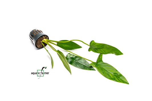 [SG READY STOCKS Live Aquatic Plant] Anubias hastifolia Potted by Aquatic Farmer