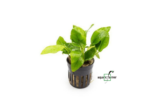 [SG READY STOCKS Live Aquatic Plant] Anubias Nana Golden Potted by Aquatic Farmer