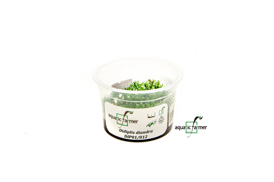 [SG READY STOCKS Live Aquatic Tissue Culture Plant] Didiplis diandra by Aquatic Farmer