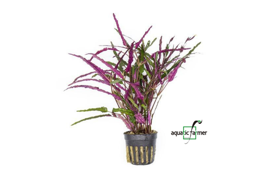 [SG READY STOCKS Live Terrarium Plant] Hemigraphis Repanda Potted by Aquatic Farmer
