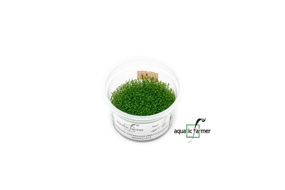 [SG READY STOCKS Live Aquatic Tissue Culture Plant] Hedyotis salzmanii by Aquatic Farmer
