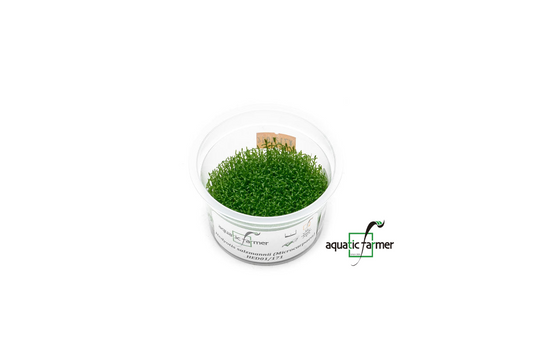 [SG READY STOCKS Live Aquatic Tissue Culture Plant] Hedyotis salzmanii by Aquatic Farmer
