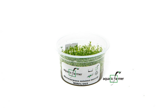 [SG READY STOCKS Live Aquatic Tissue Culture Plant] Microcarpaea minima merrill by Aquatic Farmer