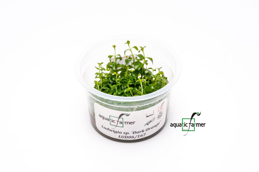[SG READY STOCKS Live Aquatic Tissue Culture Plant] Ludwigia dark orange by Aquatic Farmer