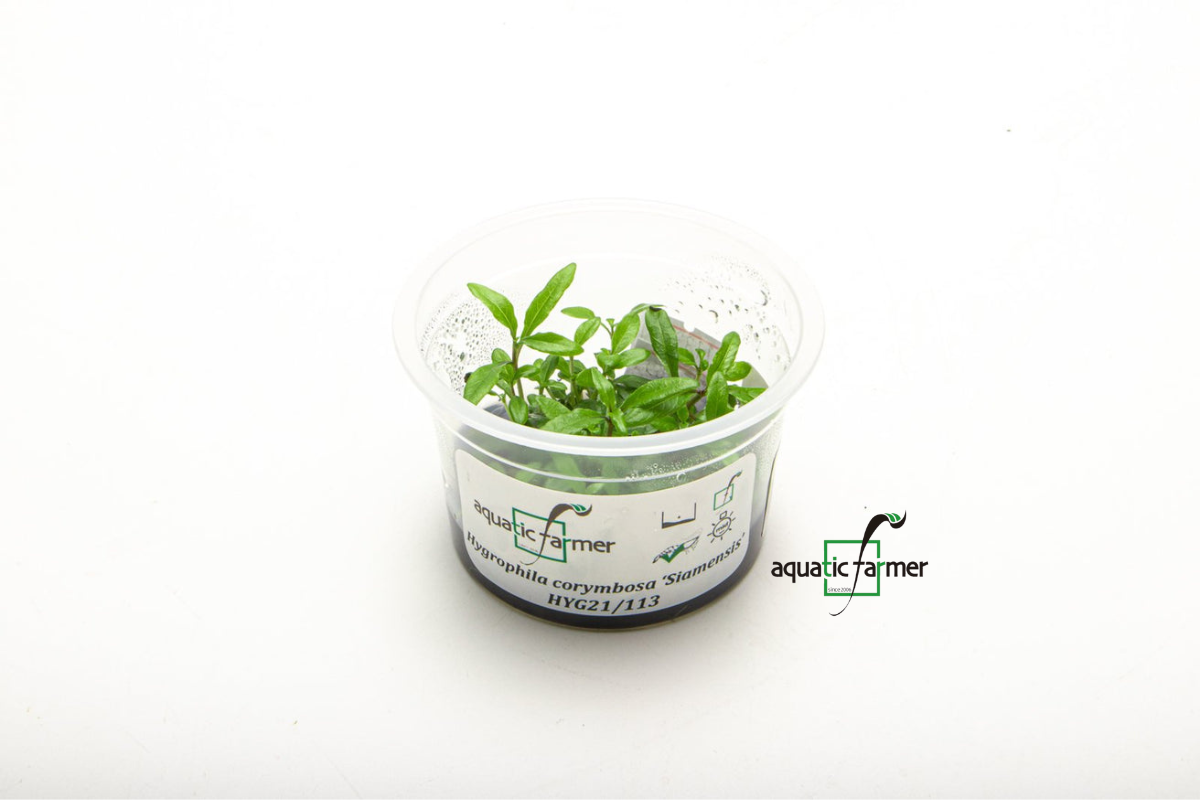 [SG READY STOCKS Live Aquatic Tissue Culture Plant] Hygrophila siamensis by Aquatic Farmer