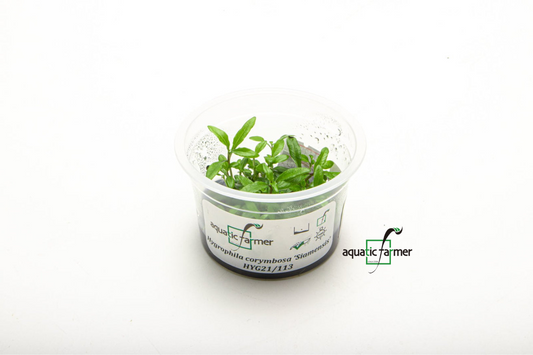 [SG READY STOCKS Live Aquatic Tissue Culture Plant] Hygrophila siamensis by Aquatic Farmer