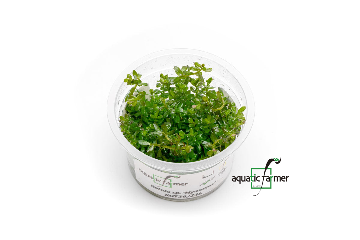 [SG READY STOCKS Live Aquatic Tissue Culture Plant] Rotala sp. ‘Myanmar’ by Aquatic Farmer