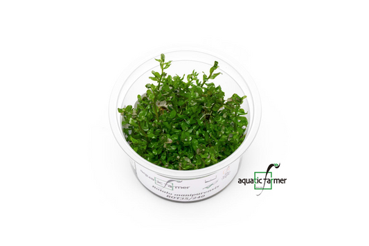 [SG READY STOCKS Live Aquatic Tissue Culture Plant] Rotala manipurensis by Aquatic Farmer