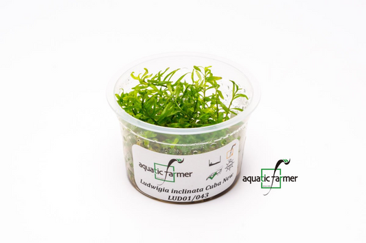 [SG READY STOCKS Live Aquatic Tissue Culture Plant] Ludwigia inclinata cuba by Aquatic Farmer