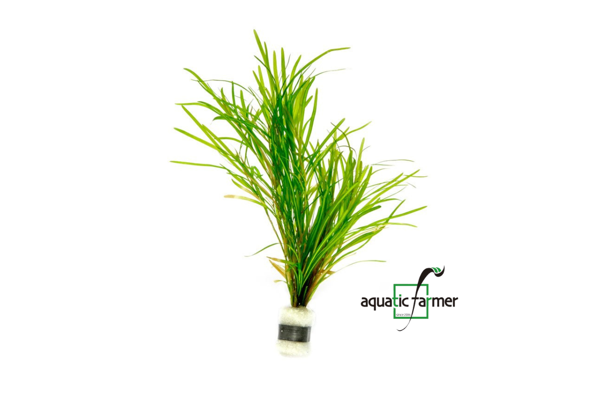 [SG READY STOCKS Live Aquatic Plant] Potamogeton Gayi in Lead Bunch by Aquatic Farmer