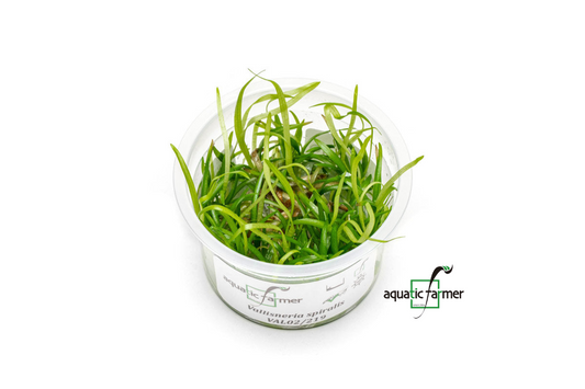 [SG READY STOCKS Live Aquatic Tissue Culture Plant] Vallisneria spiralis by Aquatic Farmer
