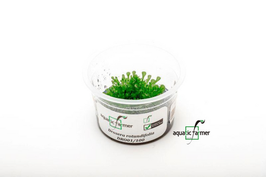 [SG READY STOCKS Live Aquatic Tissue Culture Plant] Drosera rotundifolia by Aquatic Farmer