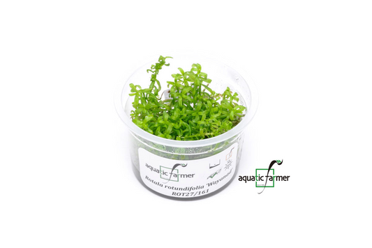 [SG READY STOCKS Live Aquatic Tissue Culture Plant] Rotala Wayanad by Aquatic Farmer