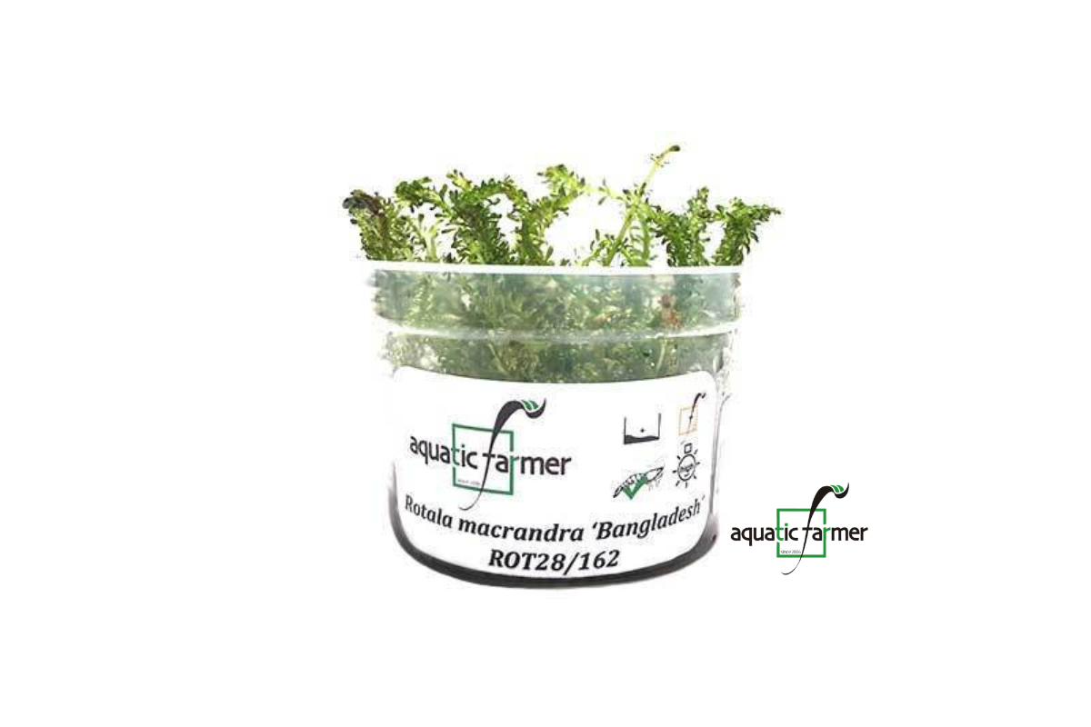 [SG READY STOCKS Live Aquatic Tissue Culture Plant] Rotala Bangladesh by Aquatic Farmer