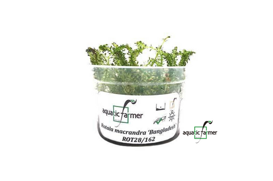 [SG READY STOCKS Live Aquatic Tissue Culture Plant] Rotala Bangladesh by Aquatic Farmer