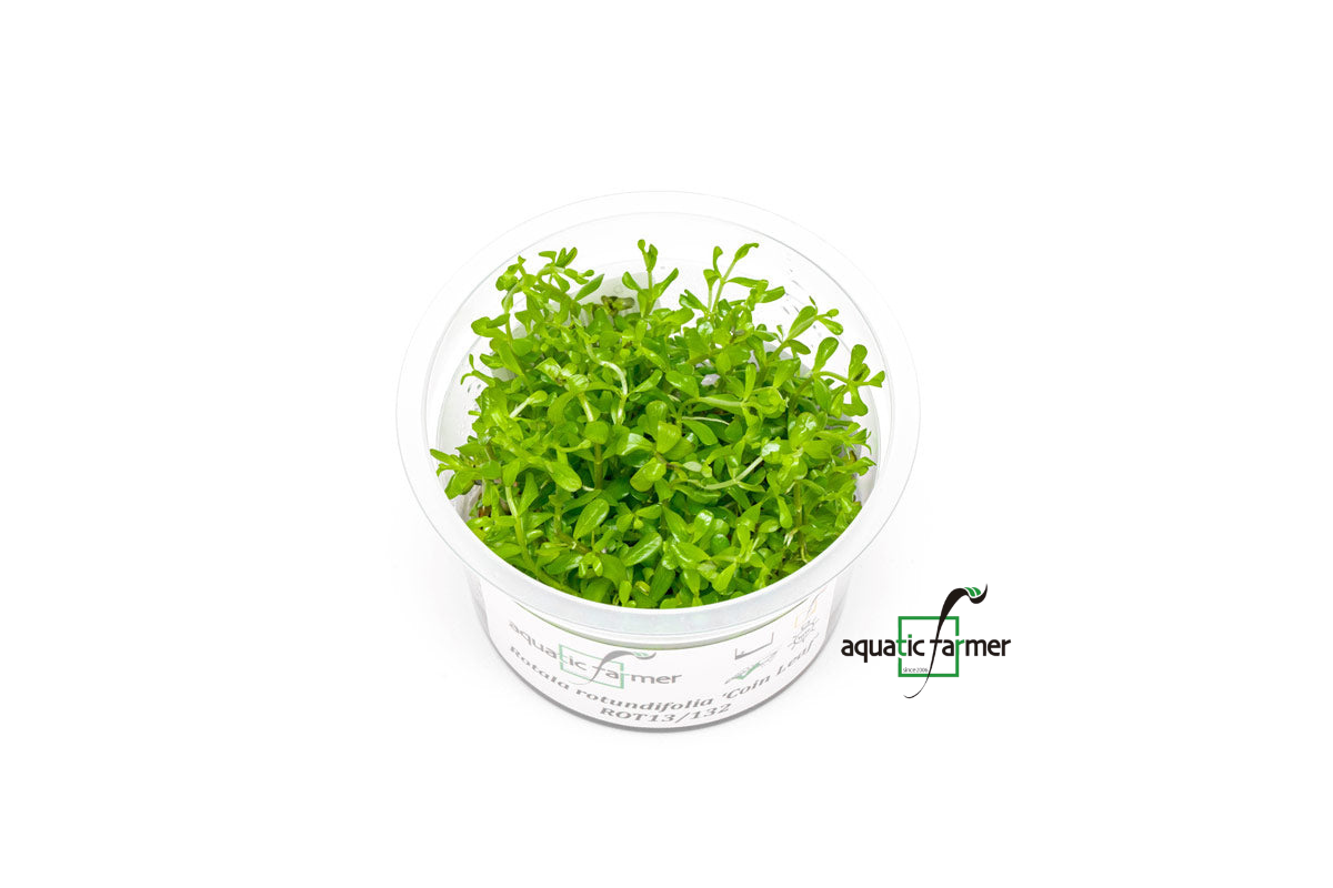 [SG READY STOCKS Live Aquatic Tissue Culture Plant] Rotala Coin Leaf by Aquatic Farmer