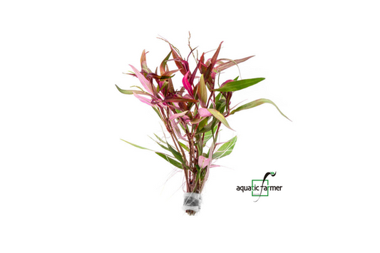 [SG READY STOCKS Live Aquatic Plant] Polygonum Sp in Lead Bunch by Aquatic Farmer