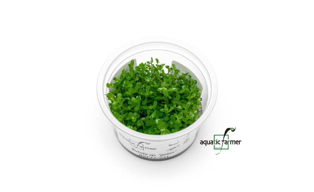 [SG READY STOCKS Live Aquatic Tissue Culture Plant] Rotala sp. goias by Aquatic Farmer