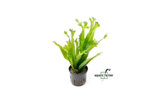[SG READY STOCKS Live Aquatic Plant] Java fern Thor Hammer Potted by Aquatic Farmer