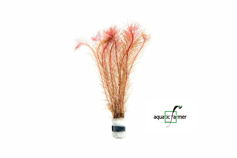 [SG READY STOCKS Live Aquatic Plant] Rotala wallichi in Lead Bunch by Aquatic Farmer