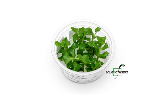 [SG READY STOCKS Live Aquatic Tissue Culture Plant] Hygrophila difformis pink by Aquatic Farmer