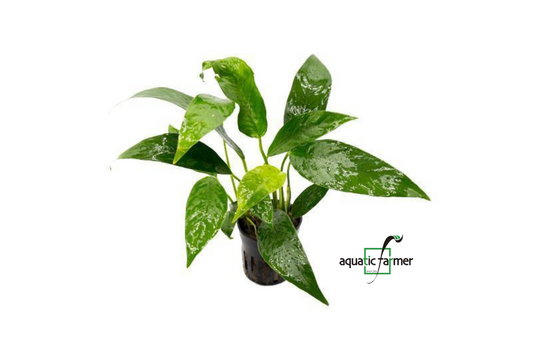 [SG READY STOCKS Live Aquatic Plant] Anubias lanceolata Potted by Aquatic Farmer