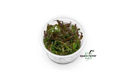 [SG READY STOCKS Live Aquatic Tissue Culture Plant] Hygrophila pogonocalyx by Aquatic Farmer