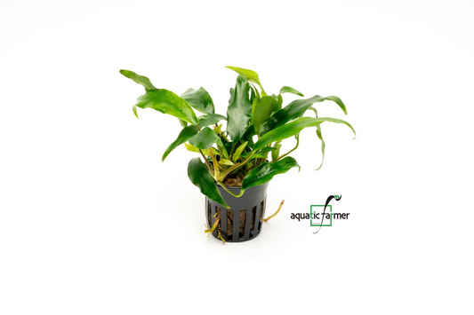 [SG READY STOCKS Live Aquatic Plant] Anubias minima Potted by Aquatic Farmer
